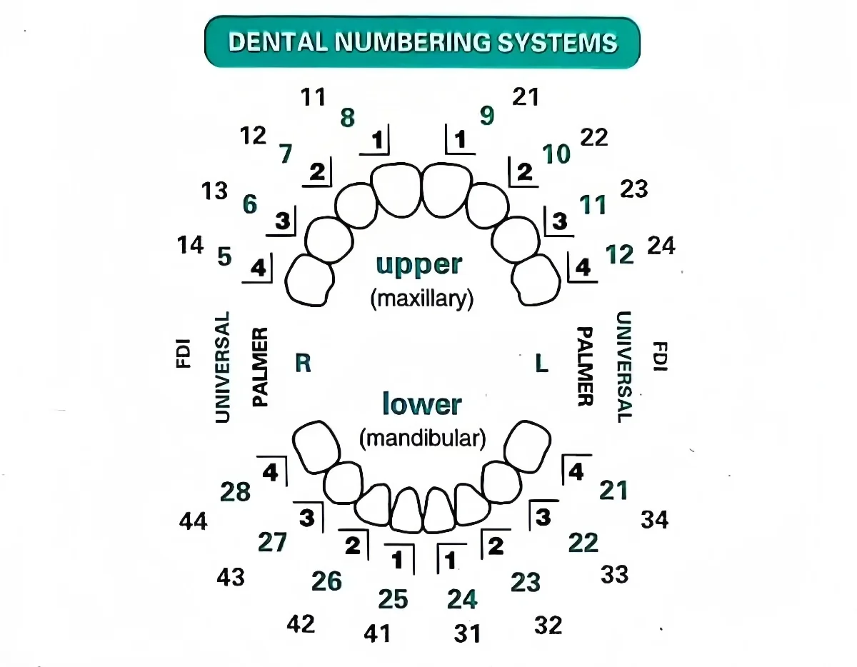32pcs/Set Dental Veneer Mould  - Teeth Whitening Moulds ulasan dan harga