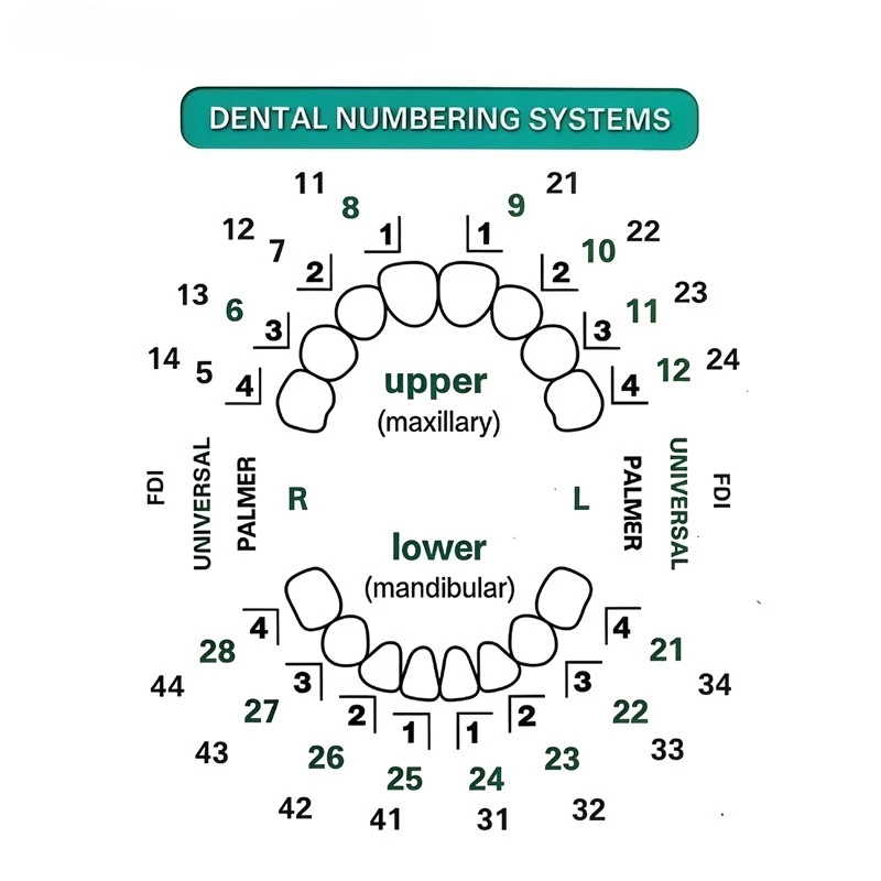 Dental Veneer Mould Kit 32pcs/ - Teeth Whitening Moulds ulasan dan harga